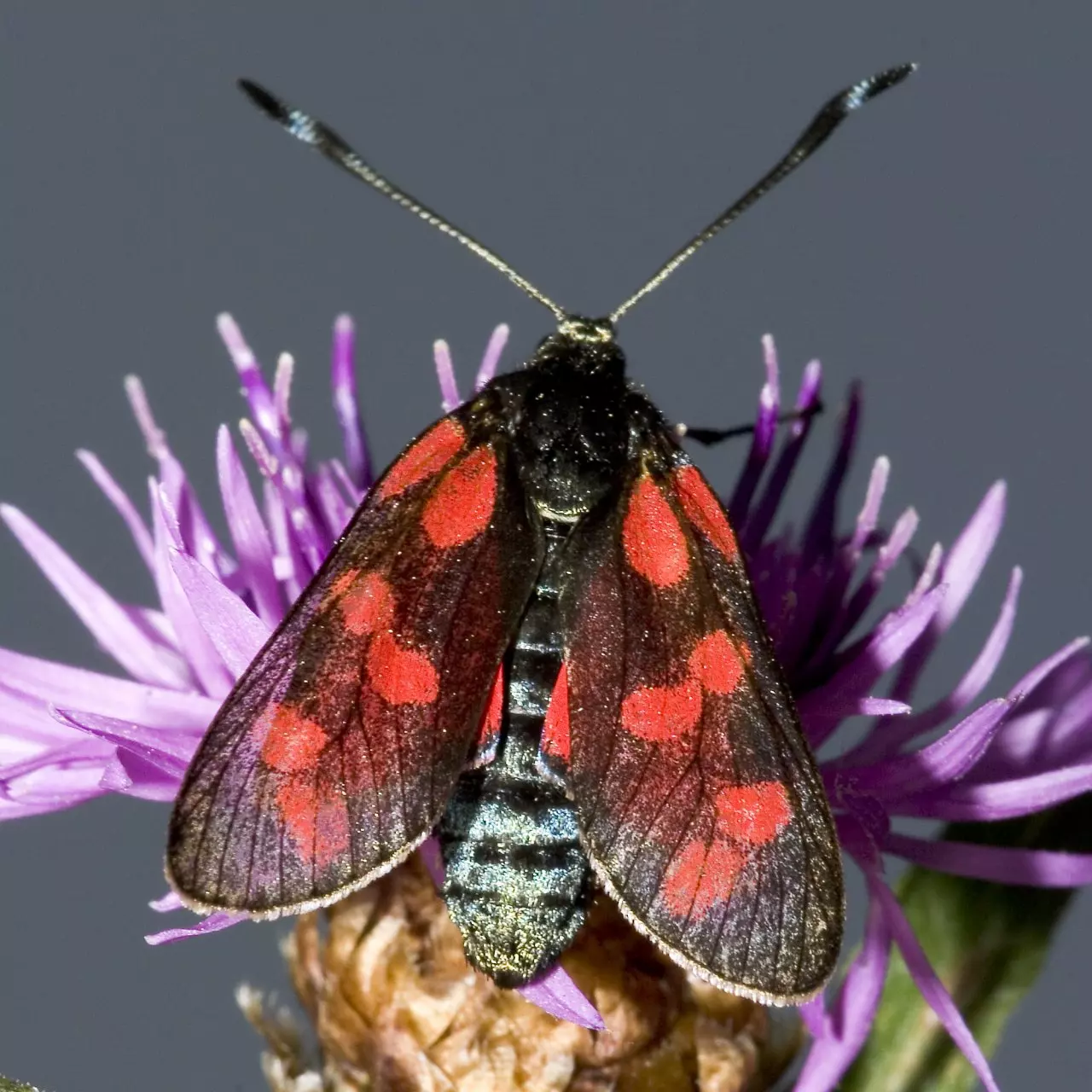 Пестрянка таволговая (Zygaena filipendulae). Автор Olei 