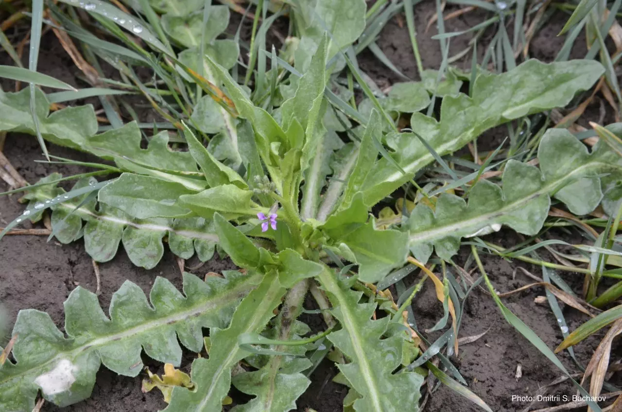 Внешний вид соцветия и цветка