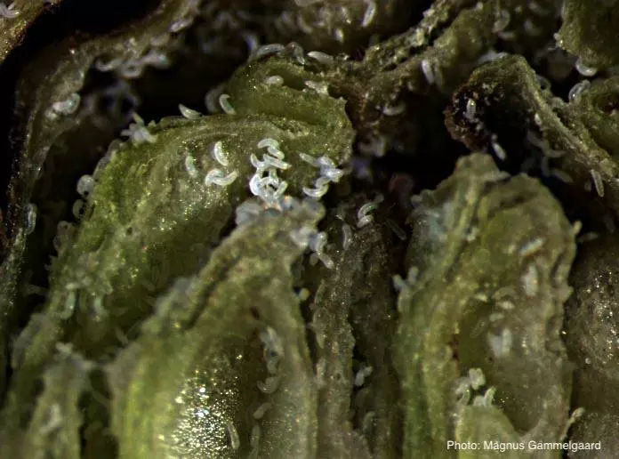 Разрез почки, пораженная клещами