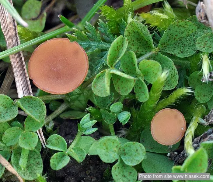 Плодовые тела (апотеции) Sclerotinia trifoliorum.
