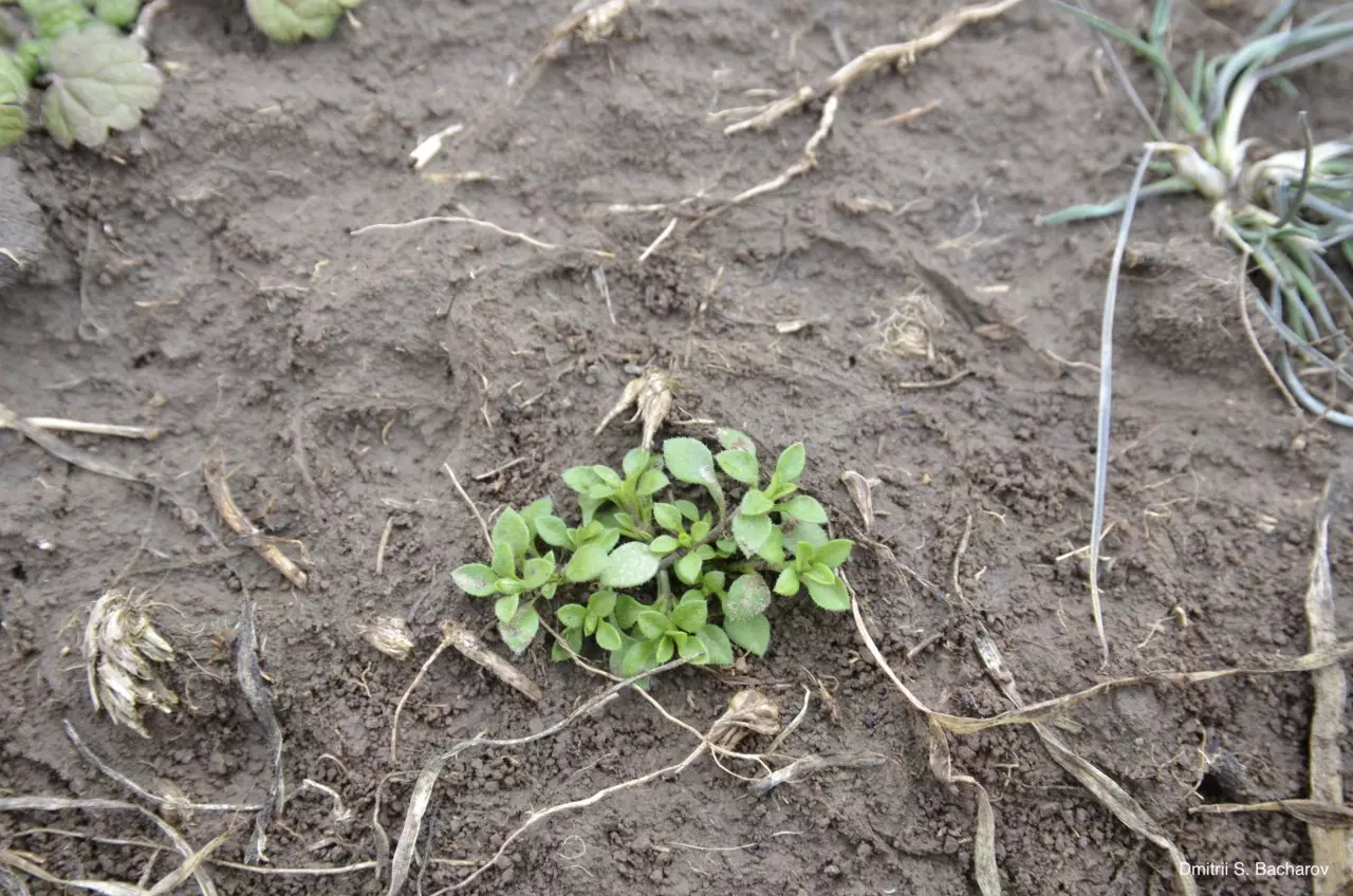 Песчанка уральская в посеве оз.пшеницы