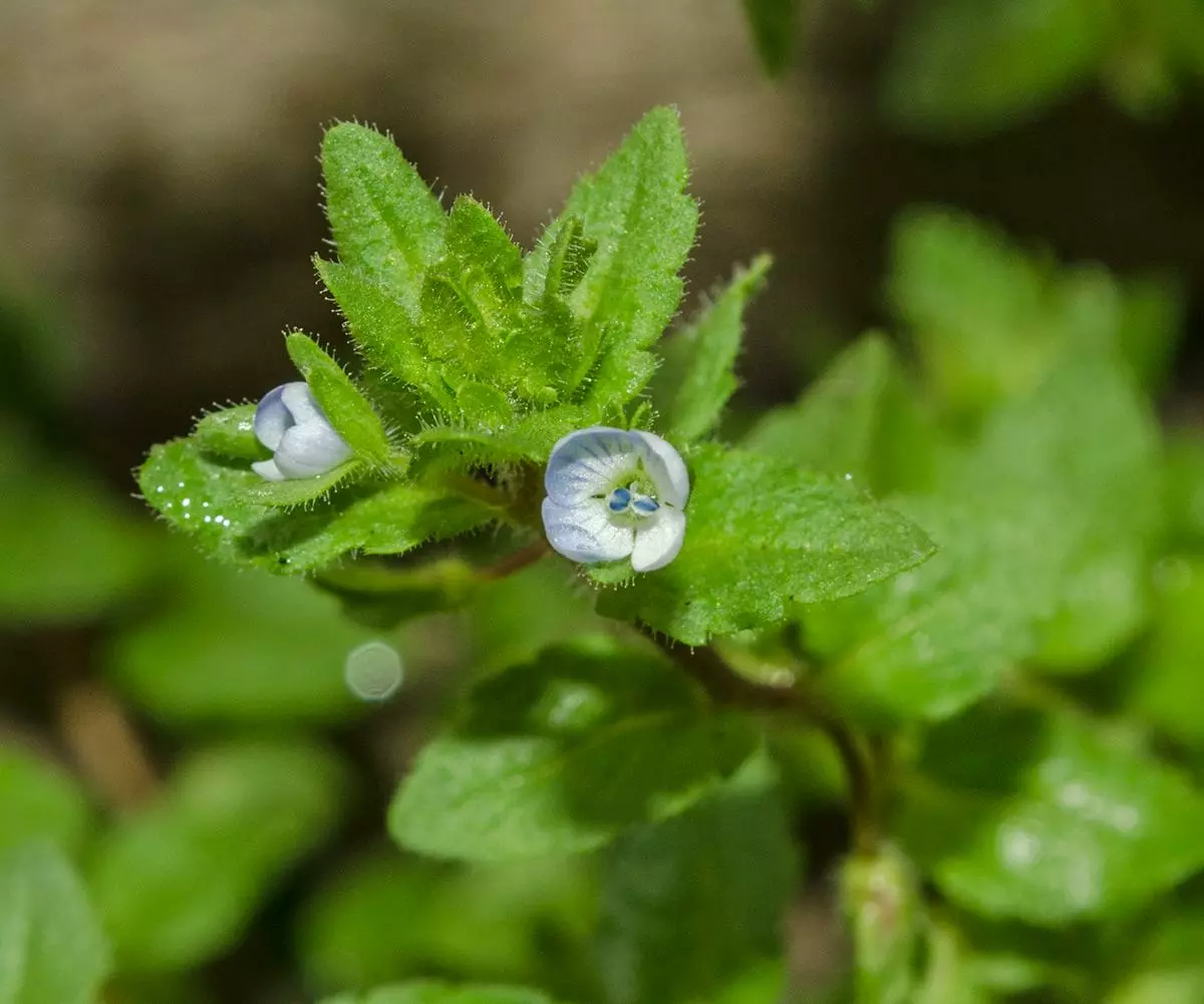 Верхушка цветущего побега. Пермский край, пос. Юго-Камский, частное подворье, сорное. 8 августа 2018 г. Мария Жукова © 2019;