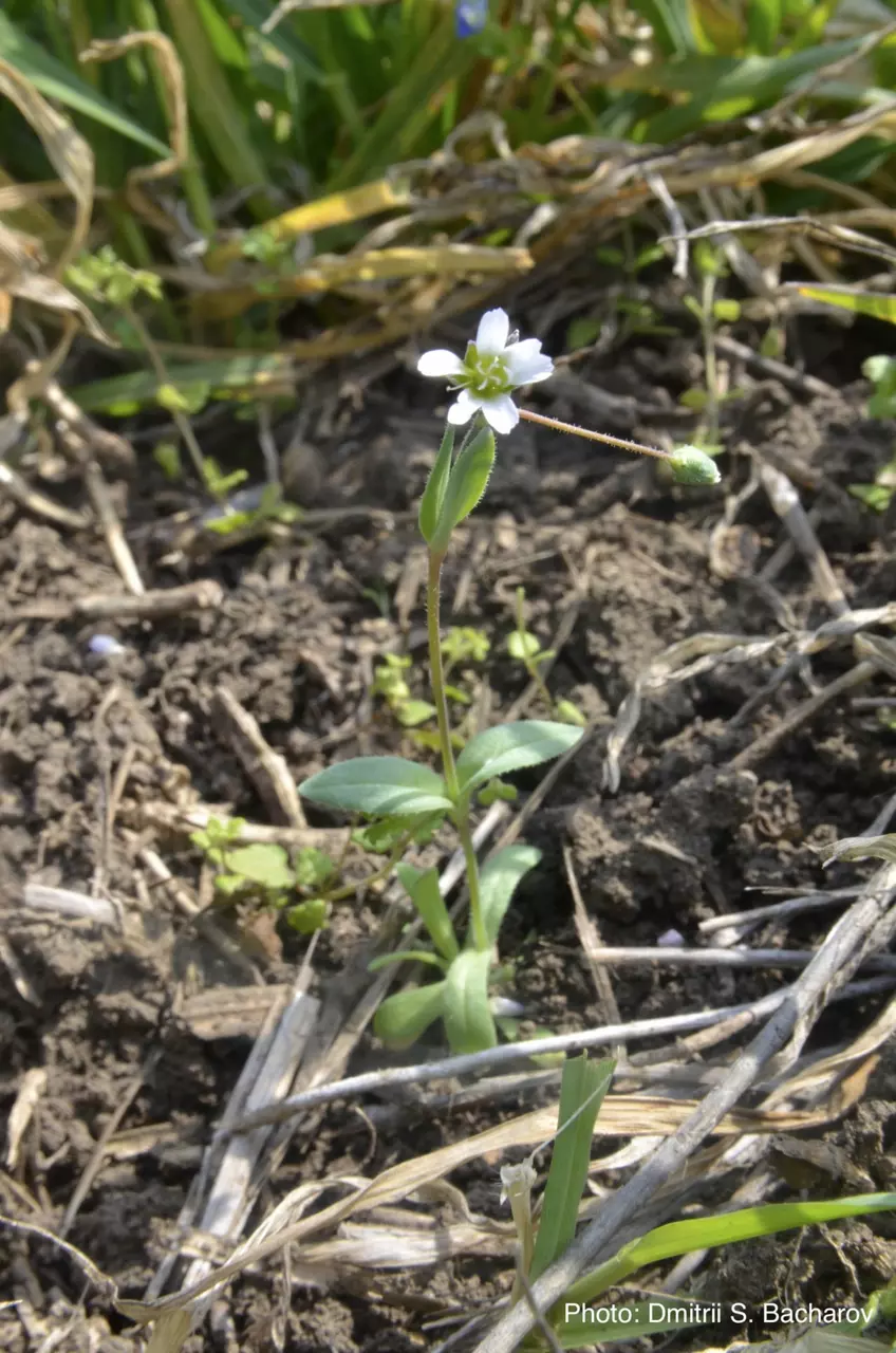 Внешний вид на растение