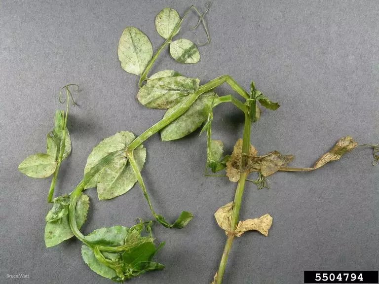 Bruce Watt, University of Maine, Bugwood.org 