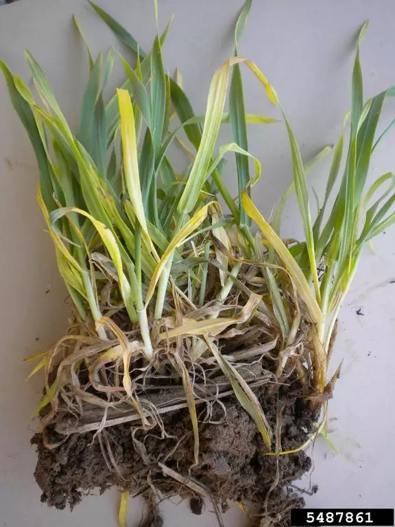 Elizabeth Bush, Virginia Polytechnic Institute and State University, Bugwood.org