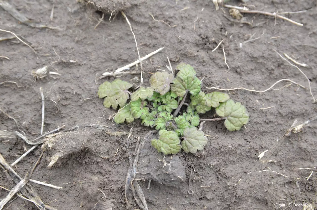 Ювенильное растение в посеве оз.пшеницы