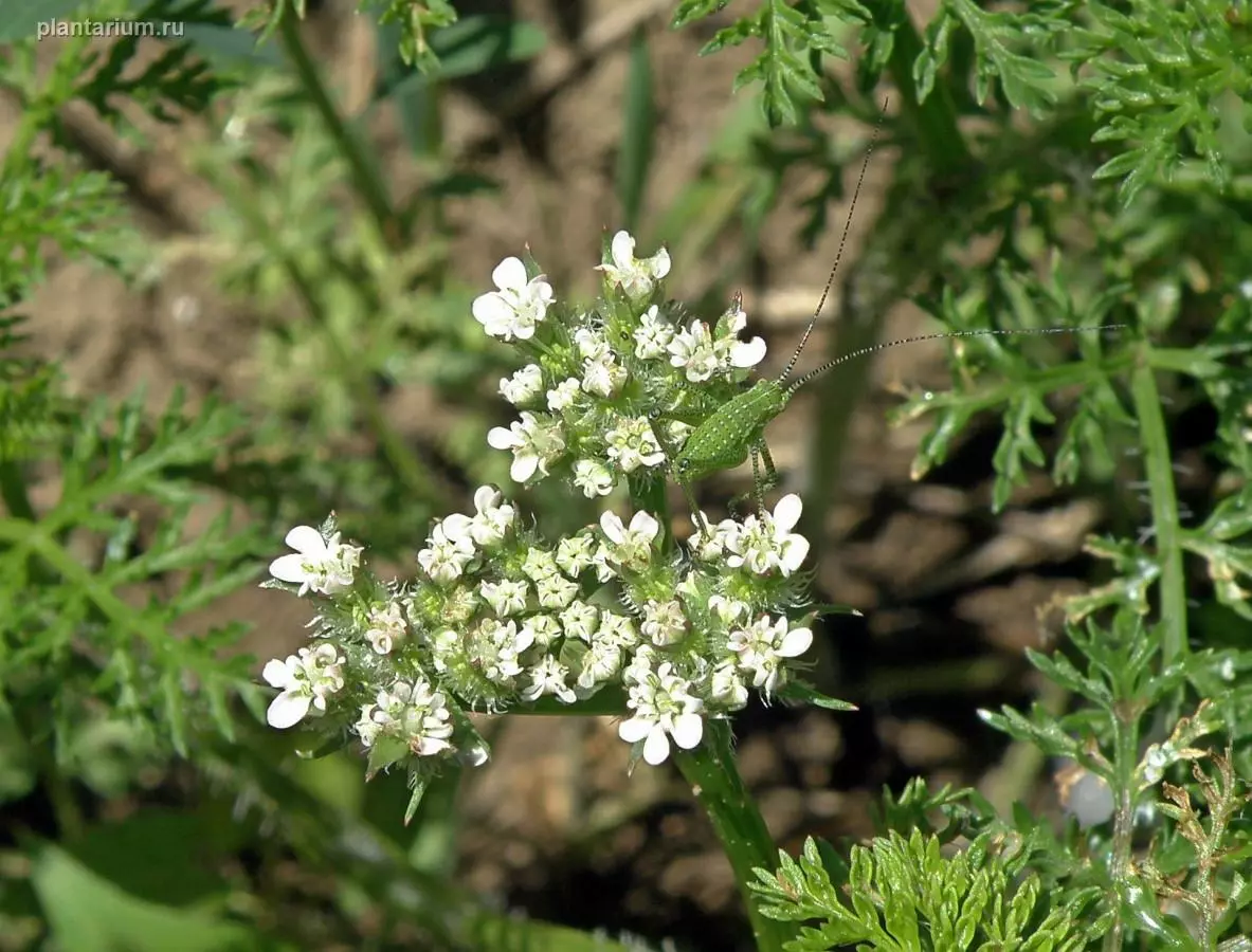 Соцветие c личинкой кузнечика. Север Краснодарского края, Кущёвский заказник, по противопожарной вспашке. 19.05.2017. Андрей Любченко © 2017; таксон определил(а) Александр Фатерыга