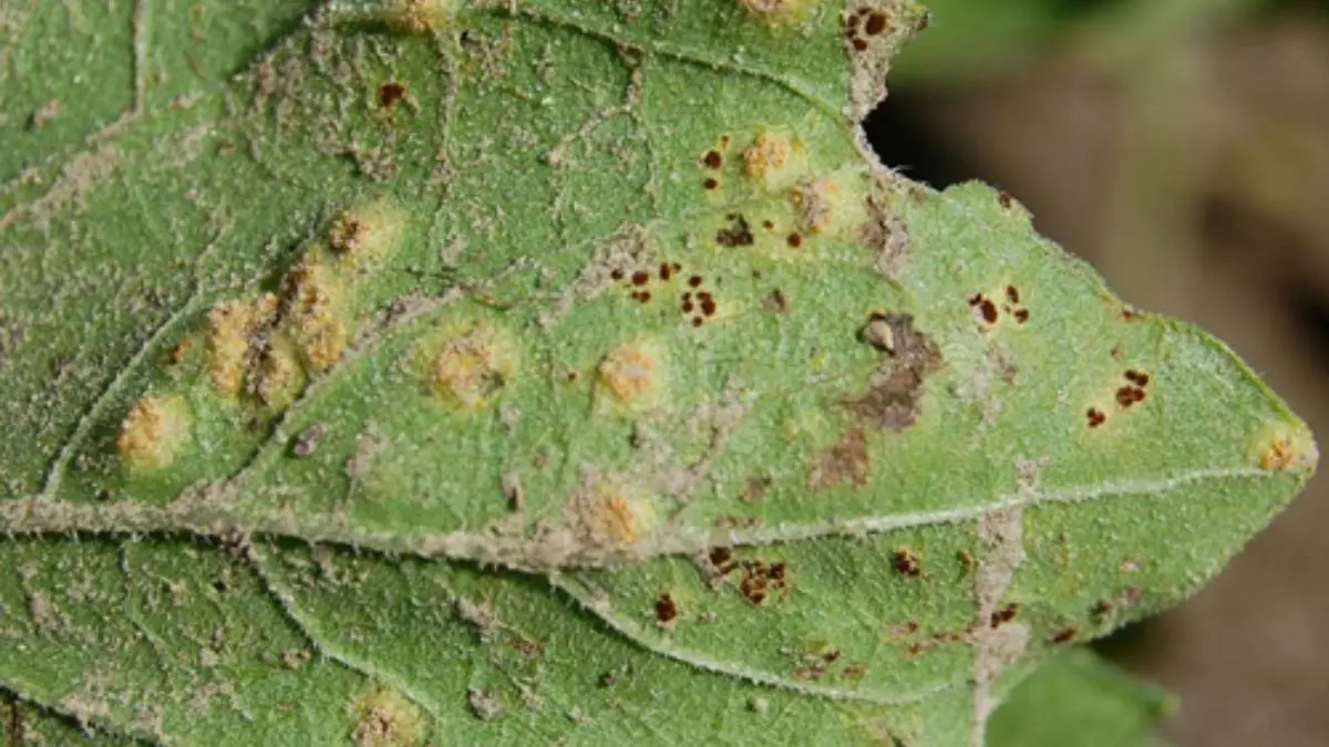Puccinia helianthi. Puccinia helianthi. ржавчина на подсолнечнике последствия. септориоз подсолнечника. альтернариоз подсолнечника.