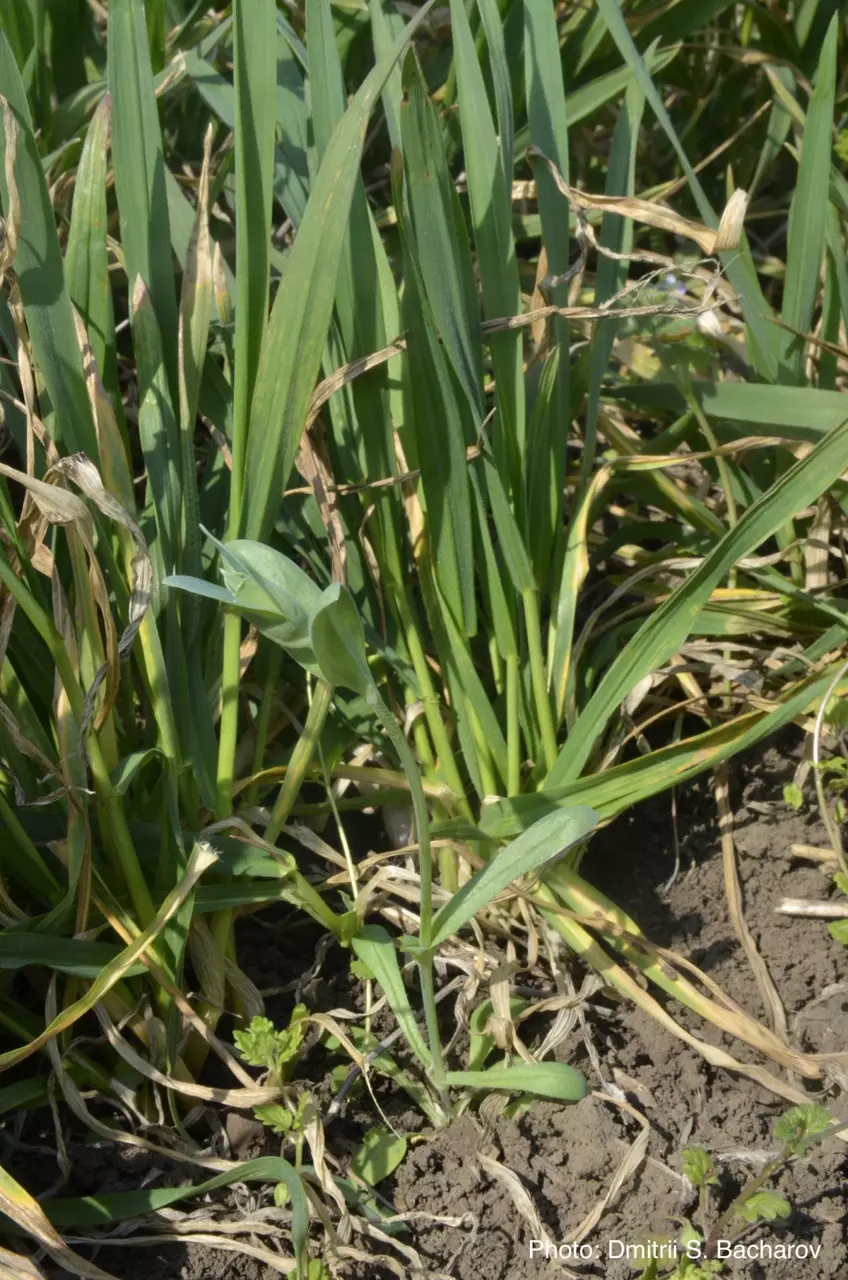 Внешний вид на растение