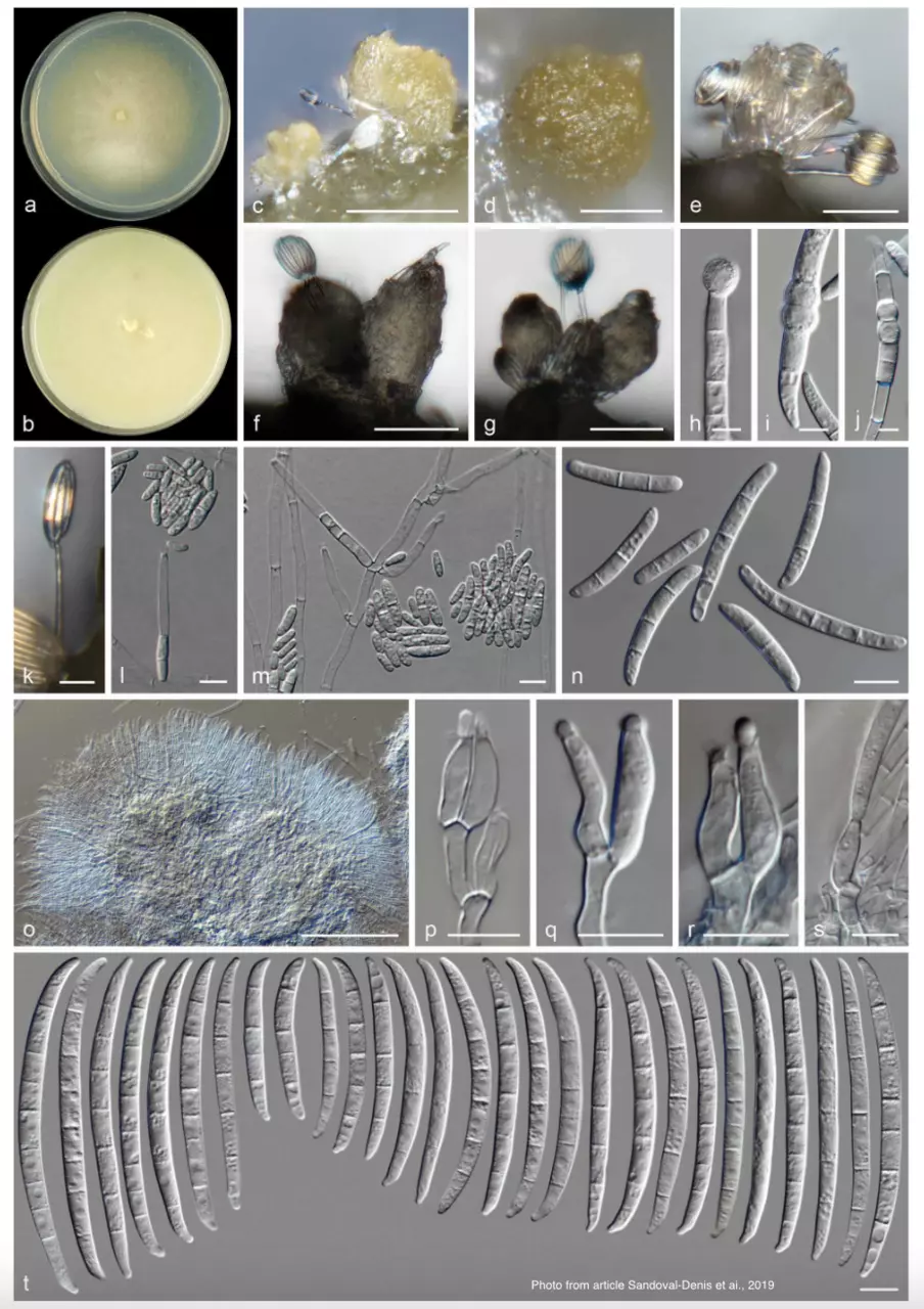 Fig. 13Neocosmospora cucurbitae (ex-type culture CBS 616.66). a – b. Colonies on PDA and OA, respectively, after 14 d at 24 °C in the dark; c – g. sporo-dochia formed on the surface of carnation leaves; h – j. chlamydospores; k – m. aerial conidiophores; 