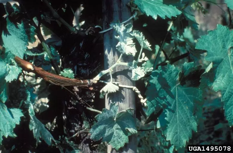University of Georgia Plant Pathology , University of Georgia, Bugwood.org 