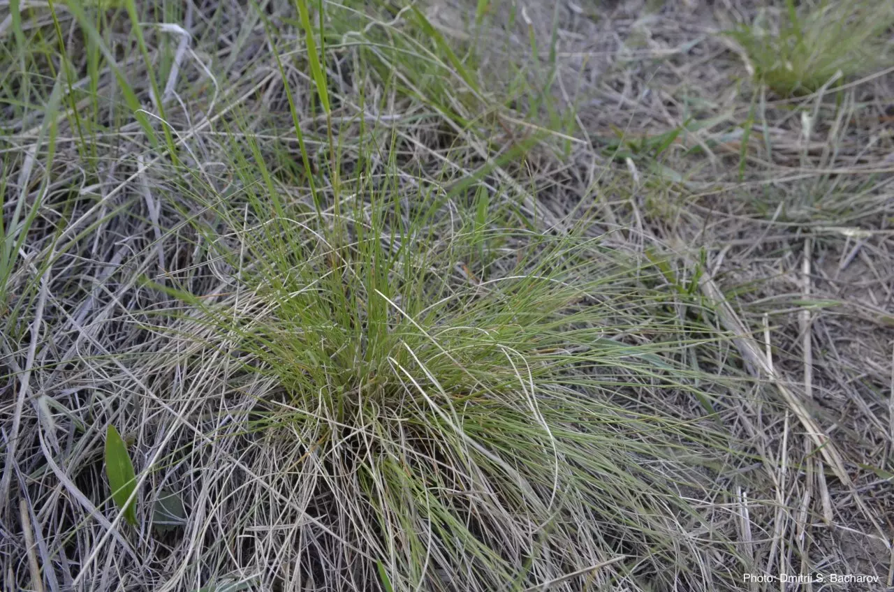 Вид на растение