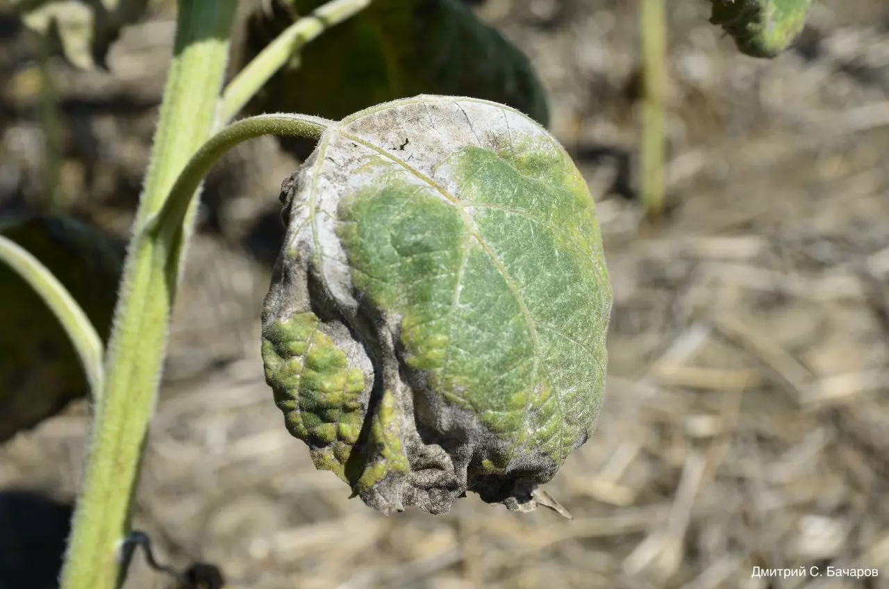 Отмирание листа подсолнечника от ЛМР