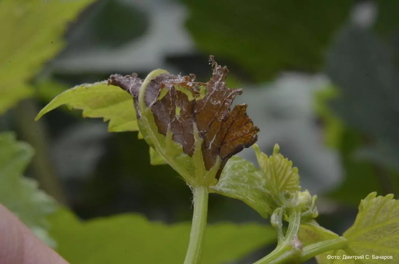 Поражение листа