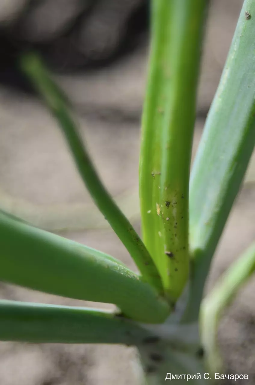 Табачный трипс на яровом луке