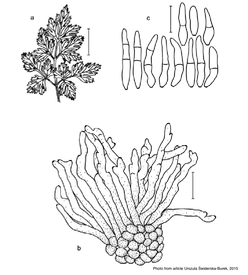 a. Пятна на листьях b. Конидеоносцы. c. Конидия. Масштаб: a 20 мм; b,c 40 мкм. 