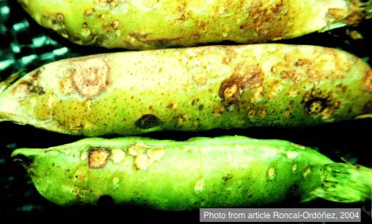 Поражение бобов гороха грибом Colletotrichum pisi