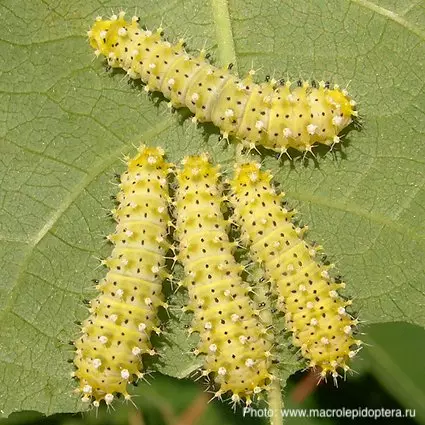 Гусеницы 2-го возраста