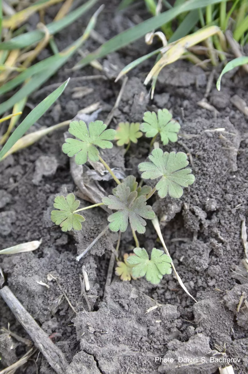 Ювенильное растение в посеве оз.пшеницы