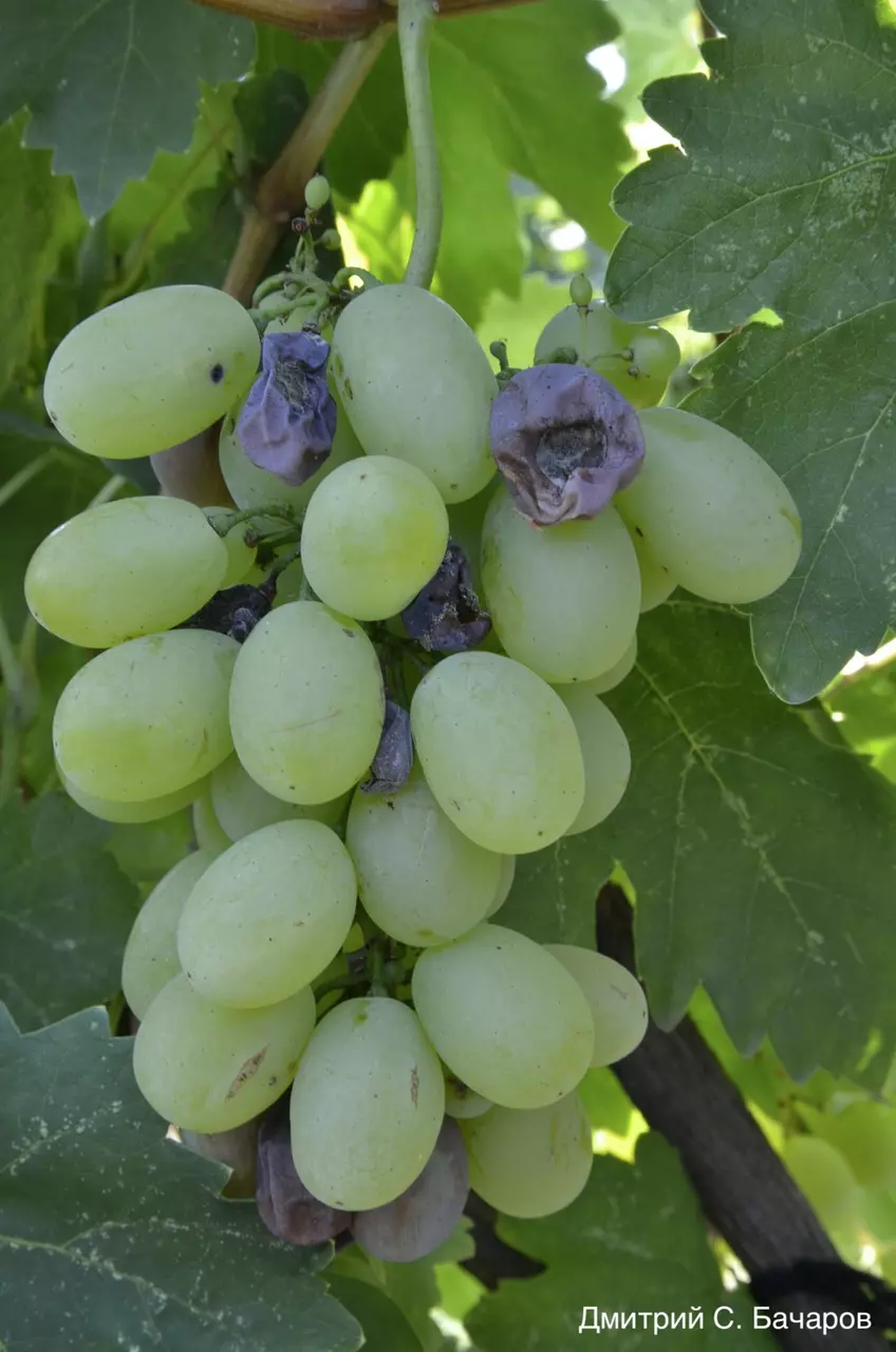 Поражение ягод столового винограда