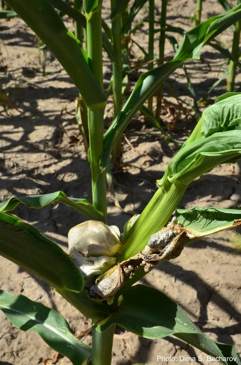Метаморфозы листа кукурузы, зараженного Пузырчатой головней