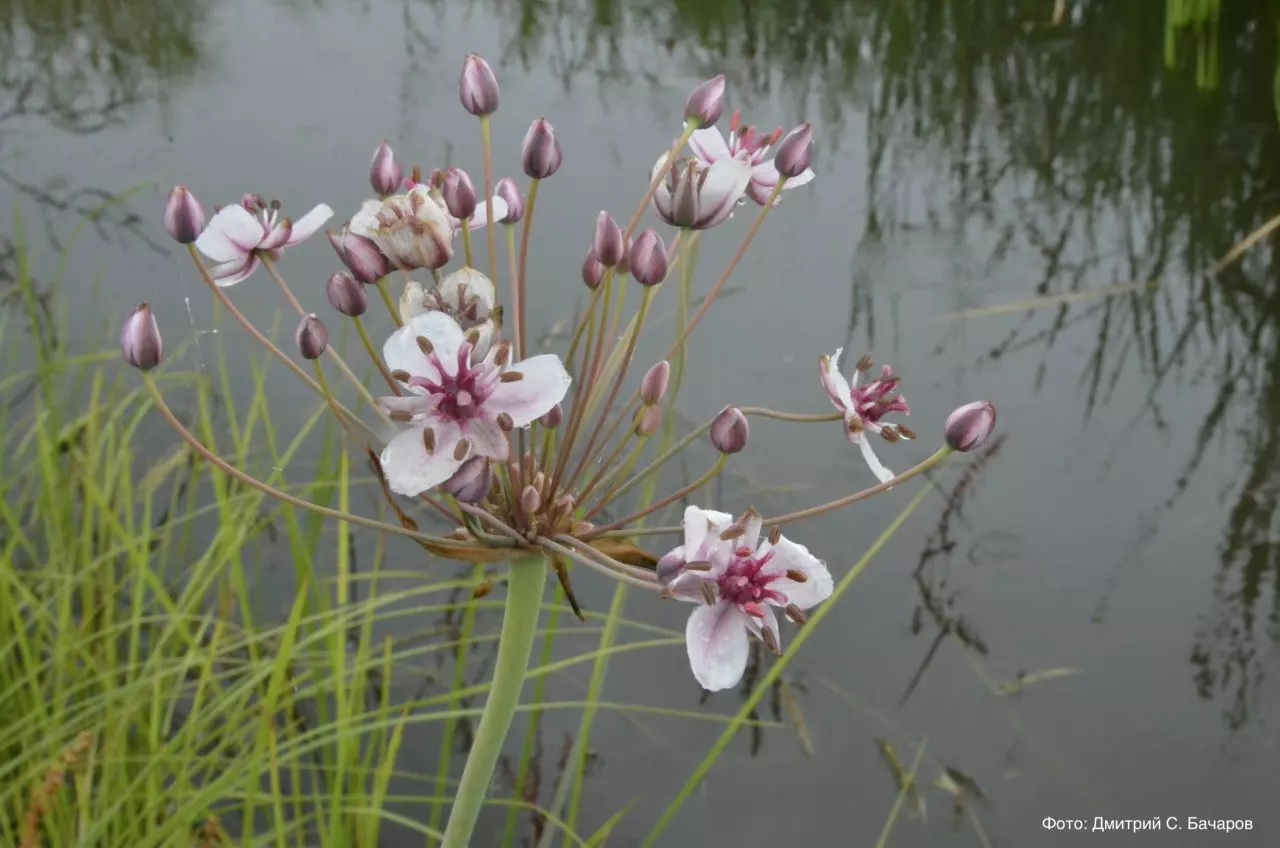 Внешний вид на соцветие