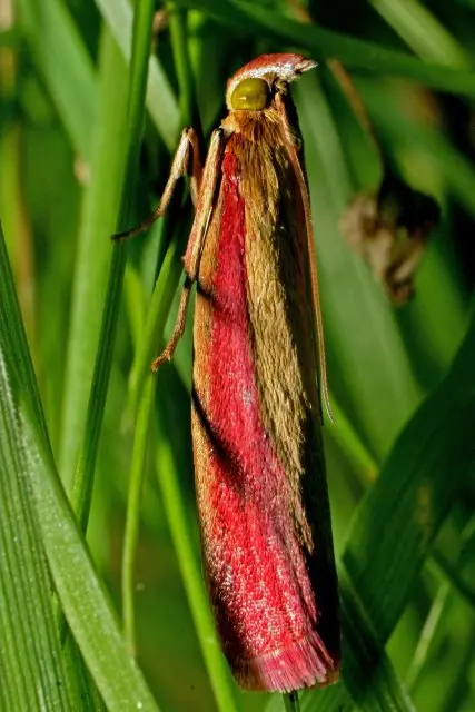 By José Ramón Pato Vicente - http://mediateca.educa.madrid.org/imagen/ver.php?id_imagen=feqsadgf35r9pyrk (rotated, cropped), CC BY-SA 2.5 es, https://commons.wikimedia.org/w/index.php?curid=5167956