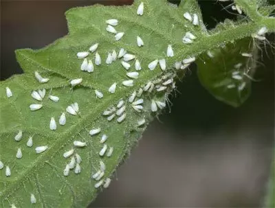 Тепличная белокрылка