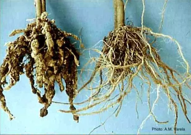 Слево пораженное растение, справо здоровое.