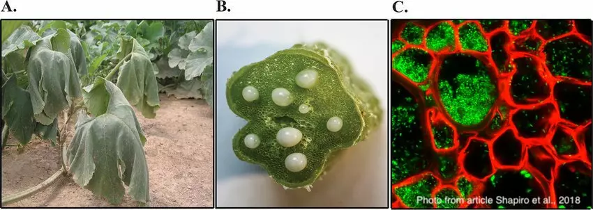 Erwinia tracheiphila infection at the macroscopic and microscopic levels. (A) A vine of a field-infected Cucurbita pepo plant shows characteristic systemic wilting symptoms. (B) E. tracheiphila can be seen oozing from multiple blocked xylem vessels in a c