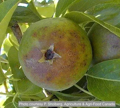 Поражение плода мучнистой росой груши