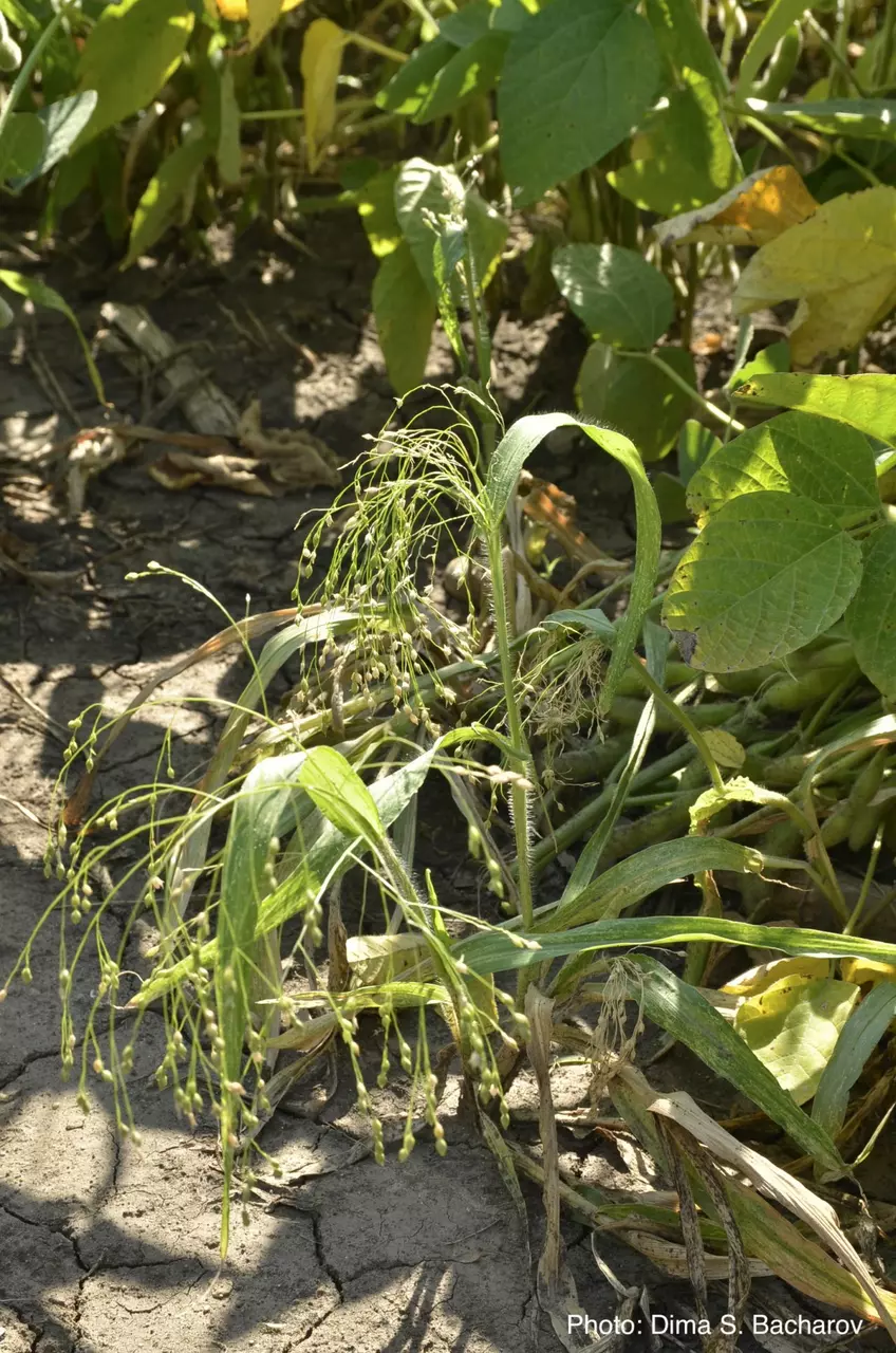 Фаза созревания.  