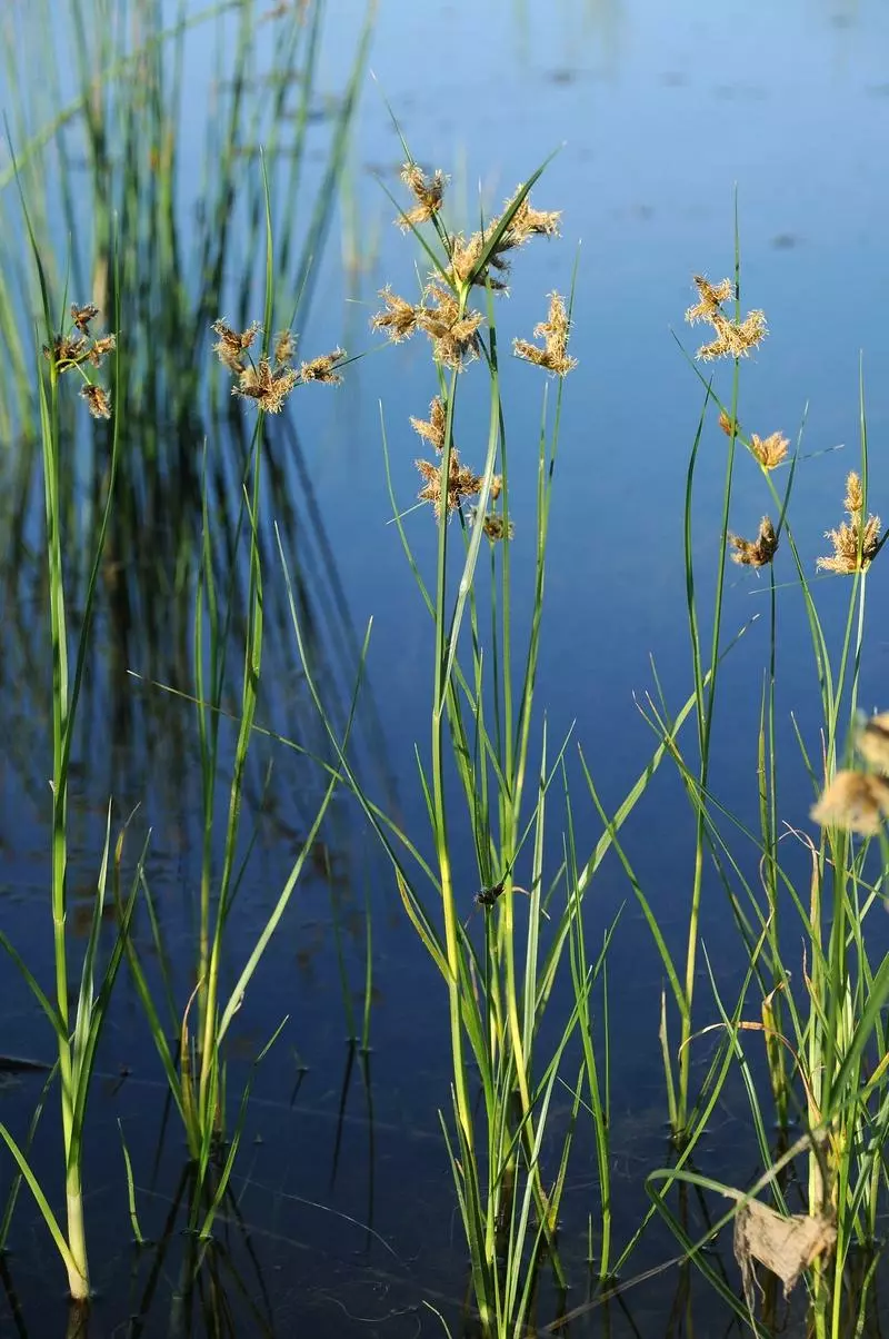Цветущие растения. Казахстан, Восточно-Казахстанская обл., Урджарский р-н; на берегу оз. Алаколь, прибрежные заводи. 17.07.2019. Владимир Эпиктетов © 2019