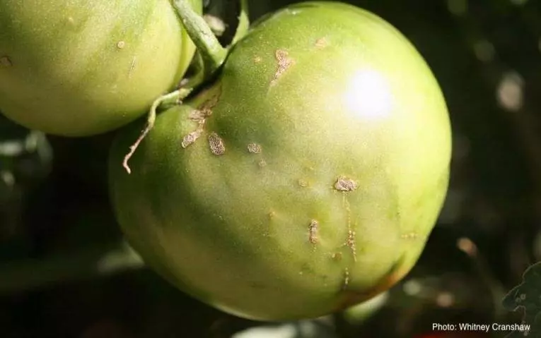 Поражение вирусом Candidatus Phytoplasma asteris-related strain