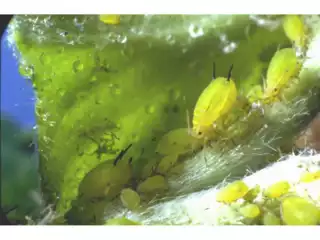 2141