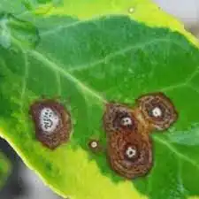 1507