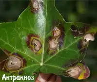 3720