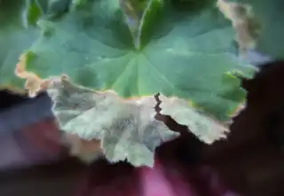 1506