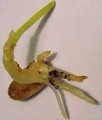 3856
