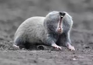 3491