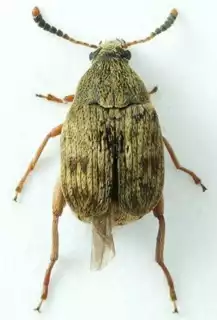 929