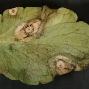 1535