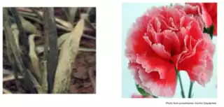 1352