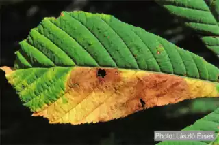 3597