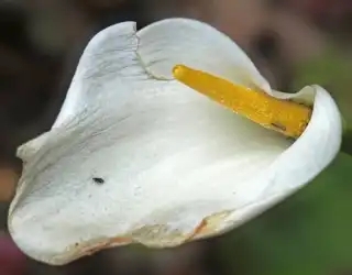 1490