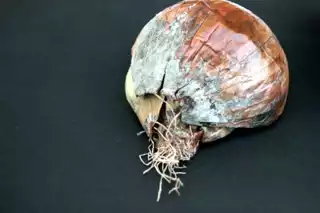 1226