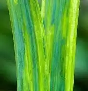 1724