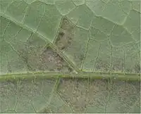 1816
