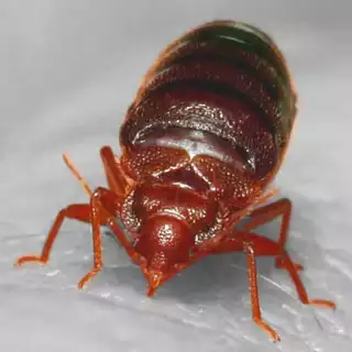 2156