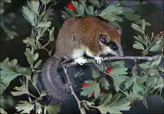 3448